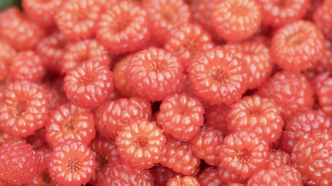 红树莓人工种植