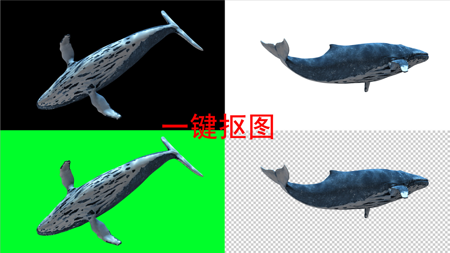 鲸鱼8k（05）-绿屏抠像