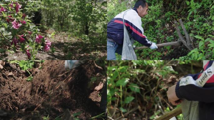 山里人进山挖草药