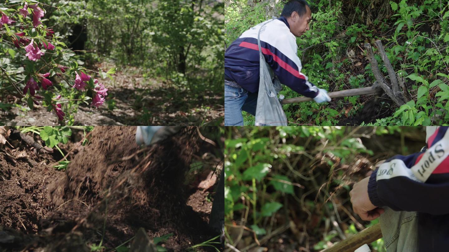 山里人进山挖草药