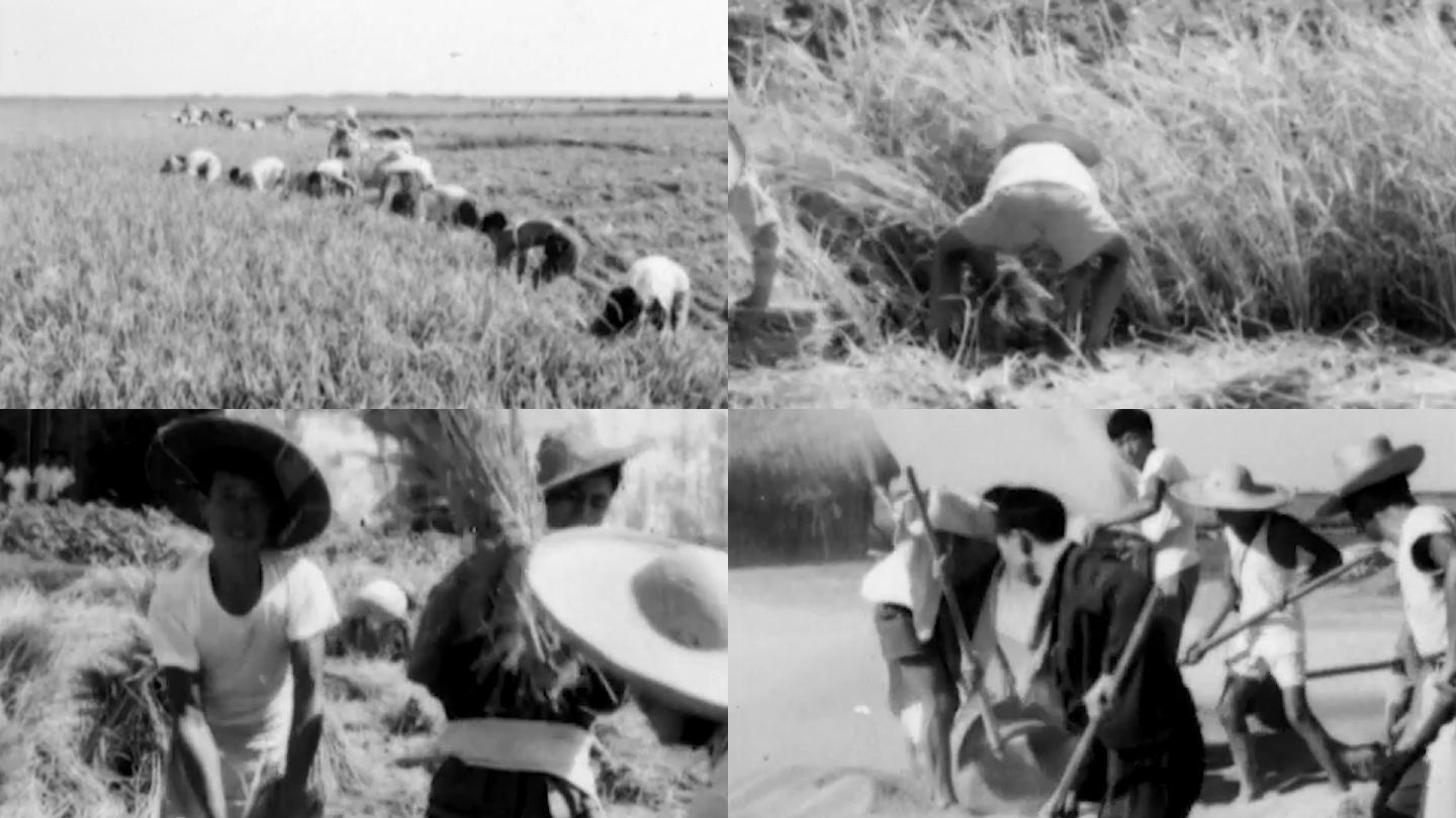 60年代农村生产队收割水稻