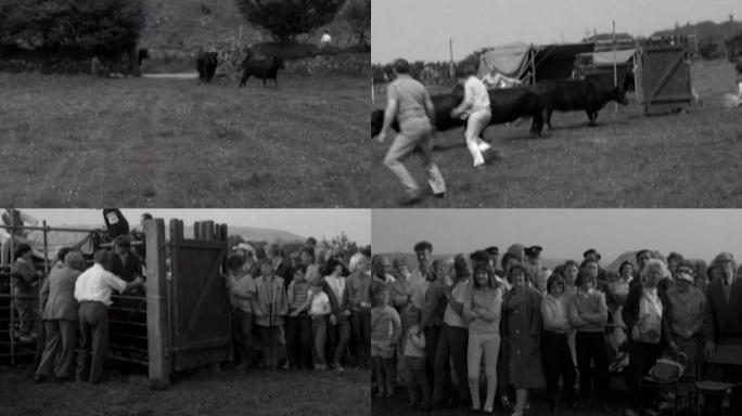 60年代欧洲牧牛场骑牛运动