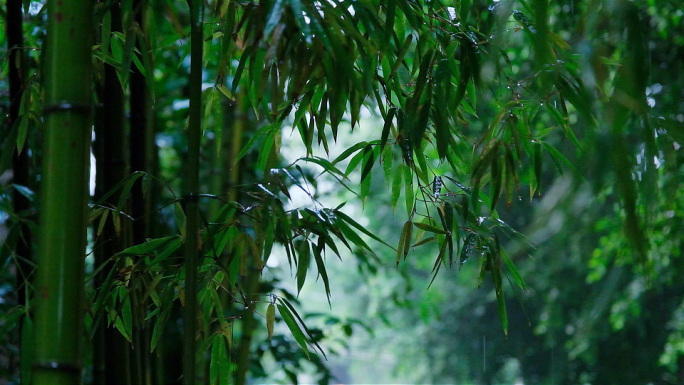 雨竹林下雨雷雨雨天雨滴雨水雨景