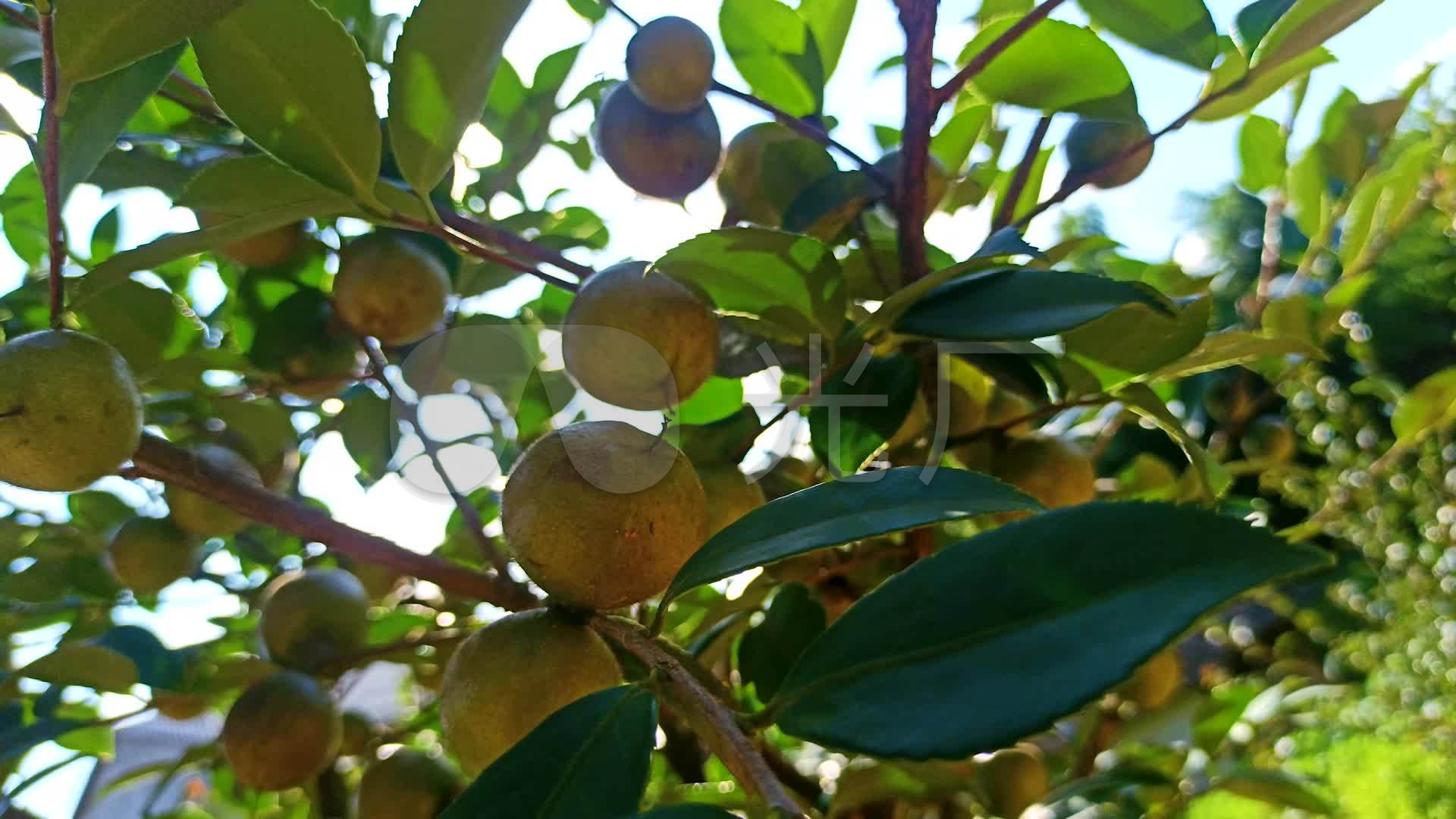 山茶花结的果子能吃吗,茶树果子怎么吃,山茶花籽_大山谷图库