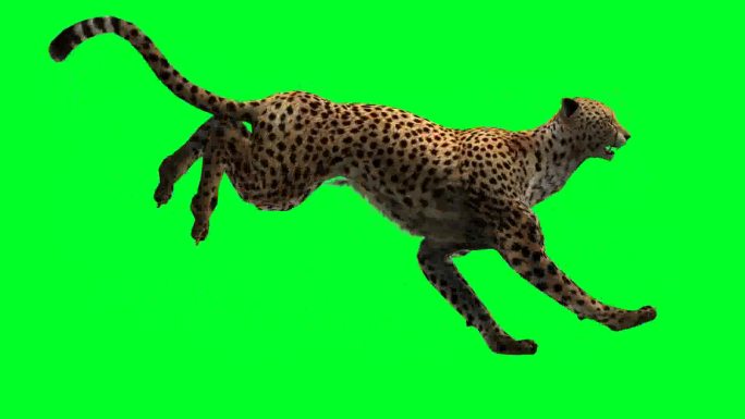 奔跑的豹子绿屏抠像1