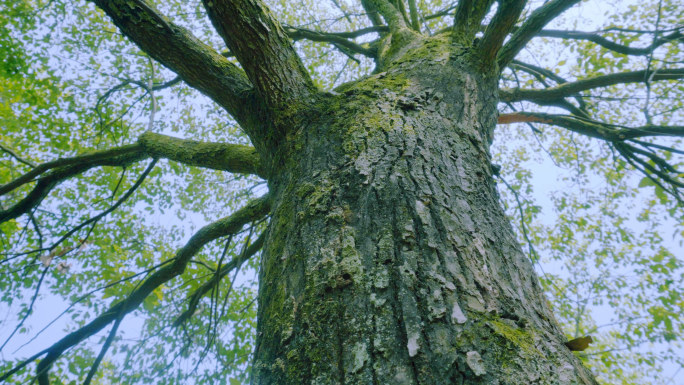 【4K】粗壮树干、树上苔藓、树干纹理