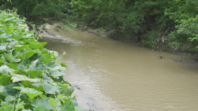 农村河提治理河道涨水