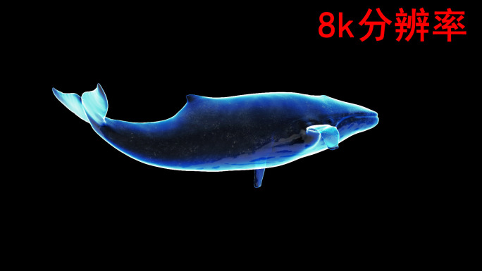 发光鲸鱼8k（04）