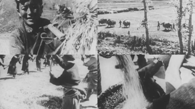 60年代西藏农业丰收