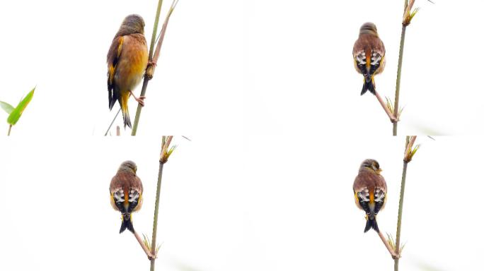 鸟类视频素材，金翅雀叫声