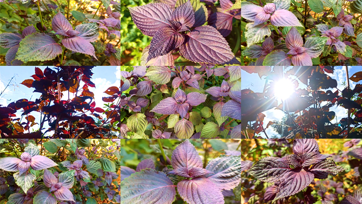紫苏-植物