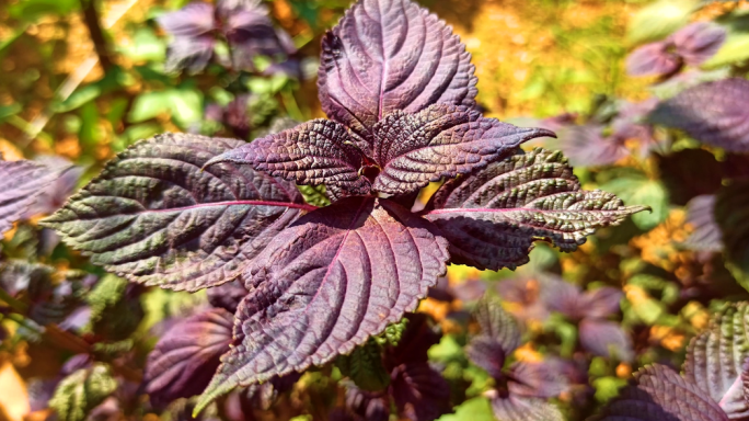 紫苏-植物