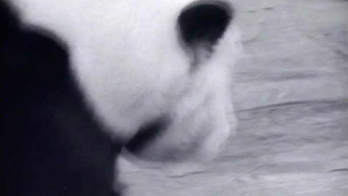 中英大熊猫
