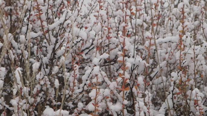 新疆喀纳斯湖雪景植物