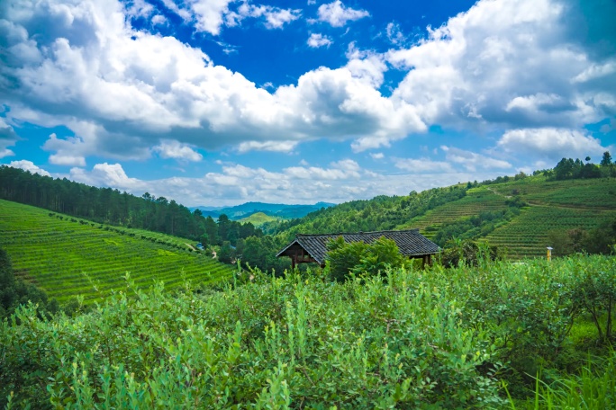 贵州麻江蓝莓种植基地风光延时摄影4K