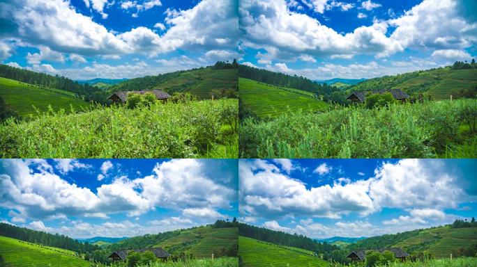 贵州麻江蓝莓种植基地风光延时摄影4K