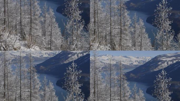 新疆喀纳斯湖雪景雪杉