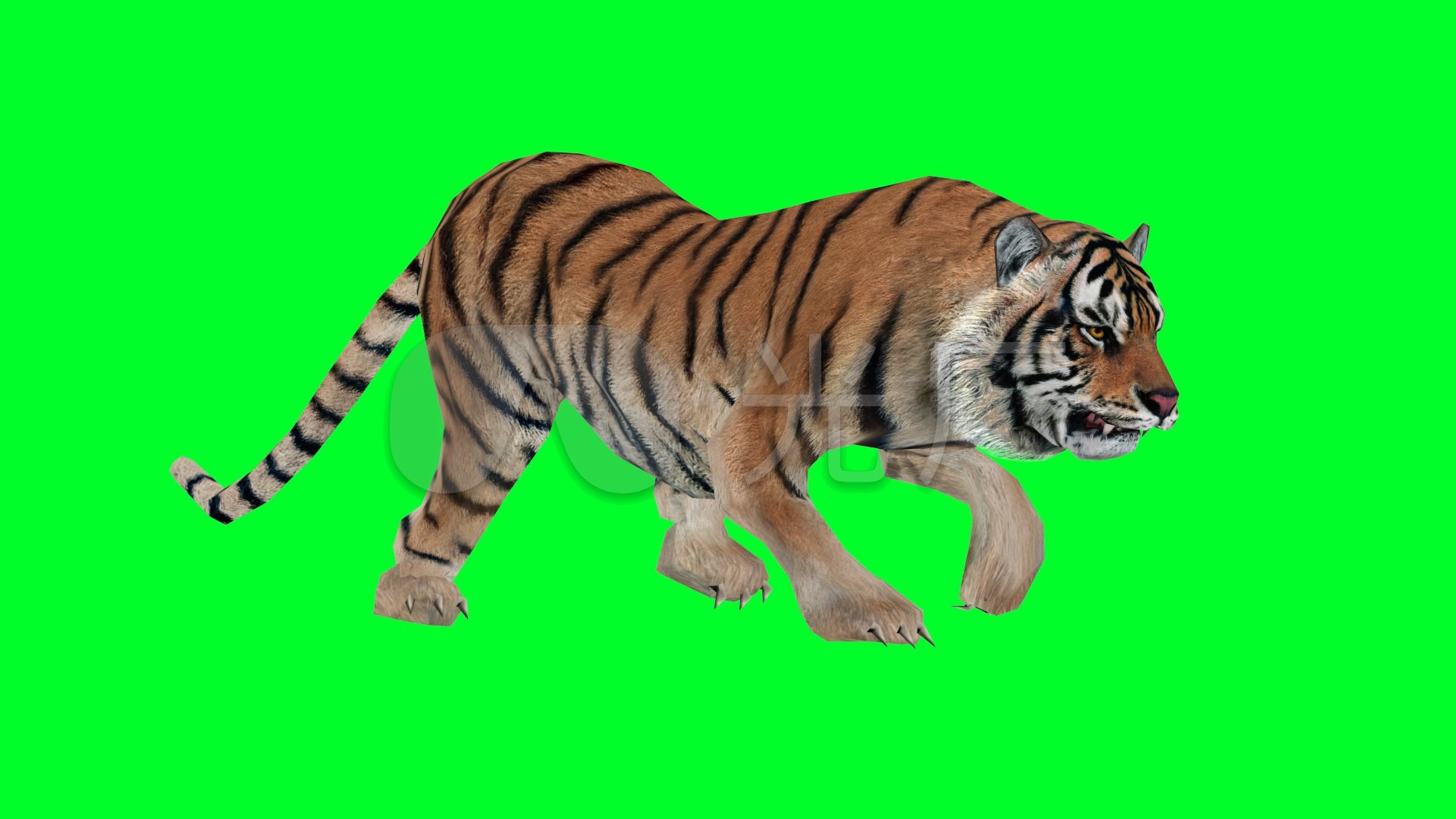 皇家老虎在白色的背景上行走。雄虎在大自然中栖息。野生动物的危险场景。照片摄影图片_ID:349935053-Veer图库