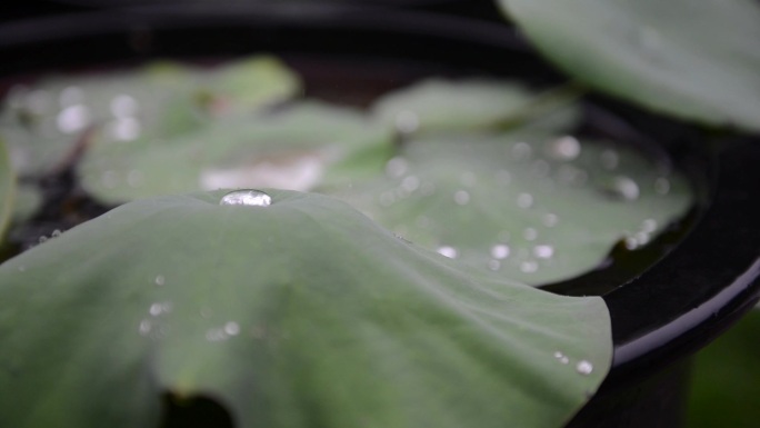 下雨莲花荷叶空境唯美