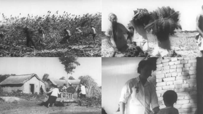 60-70年代农民高粱收获