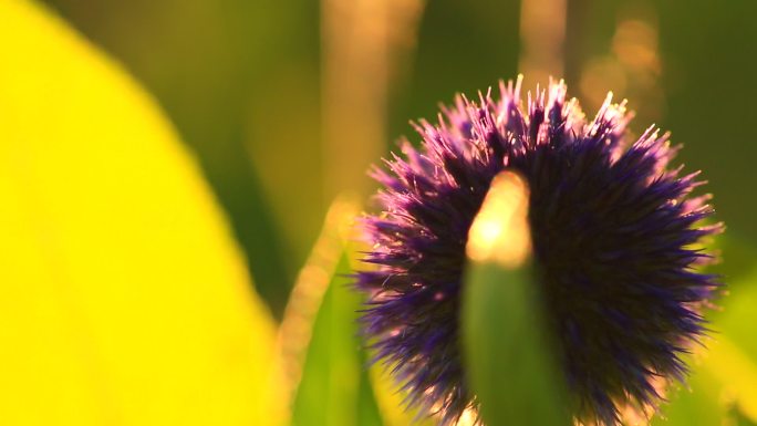 草原上的花、蒲公英