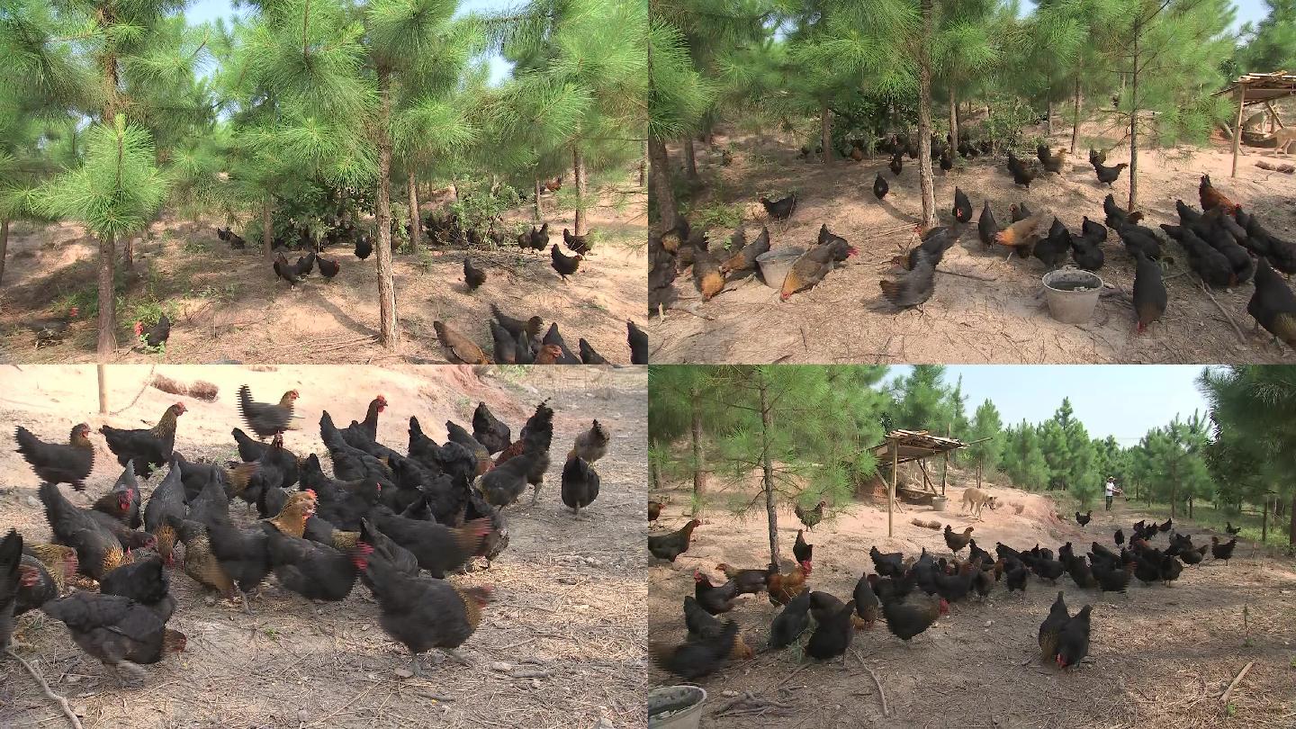 罗内鸡雏鸡黑色的鸡散养鸡18