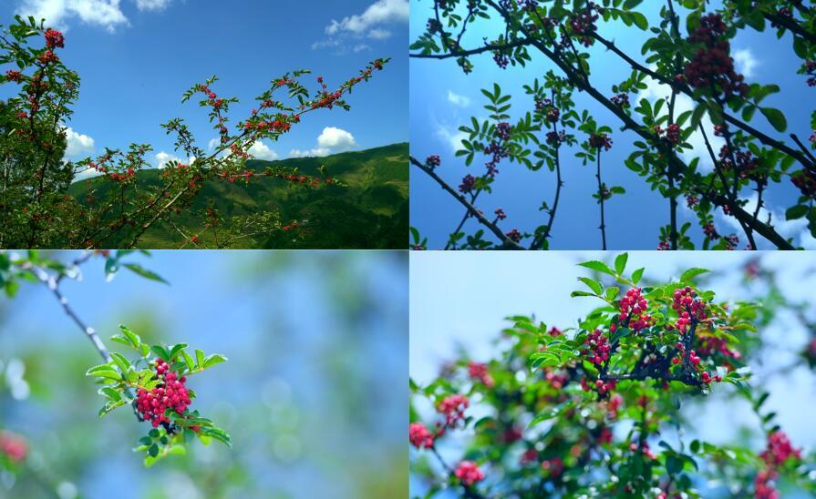 凉山花椒