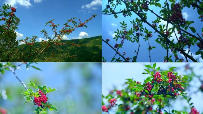 凉山花椒