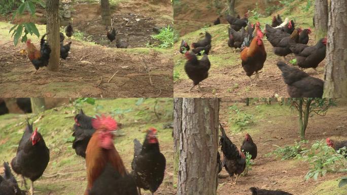 罗内母鸡黑色的鸡散养鸡罗内公鸡0