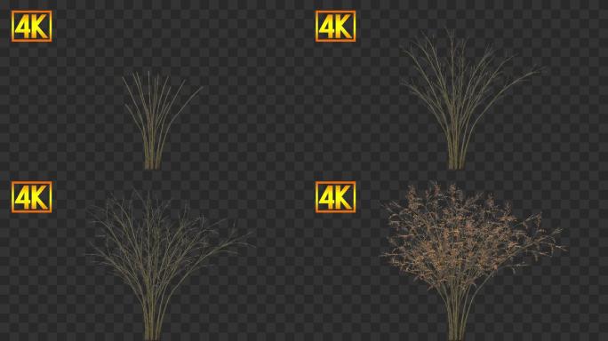 4K树木生长动画延时-带通道