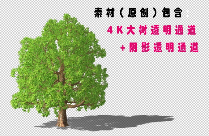 4K高清紫荆树+阴影通道大树古树2