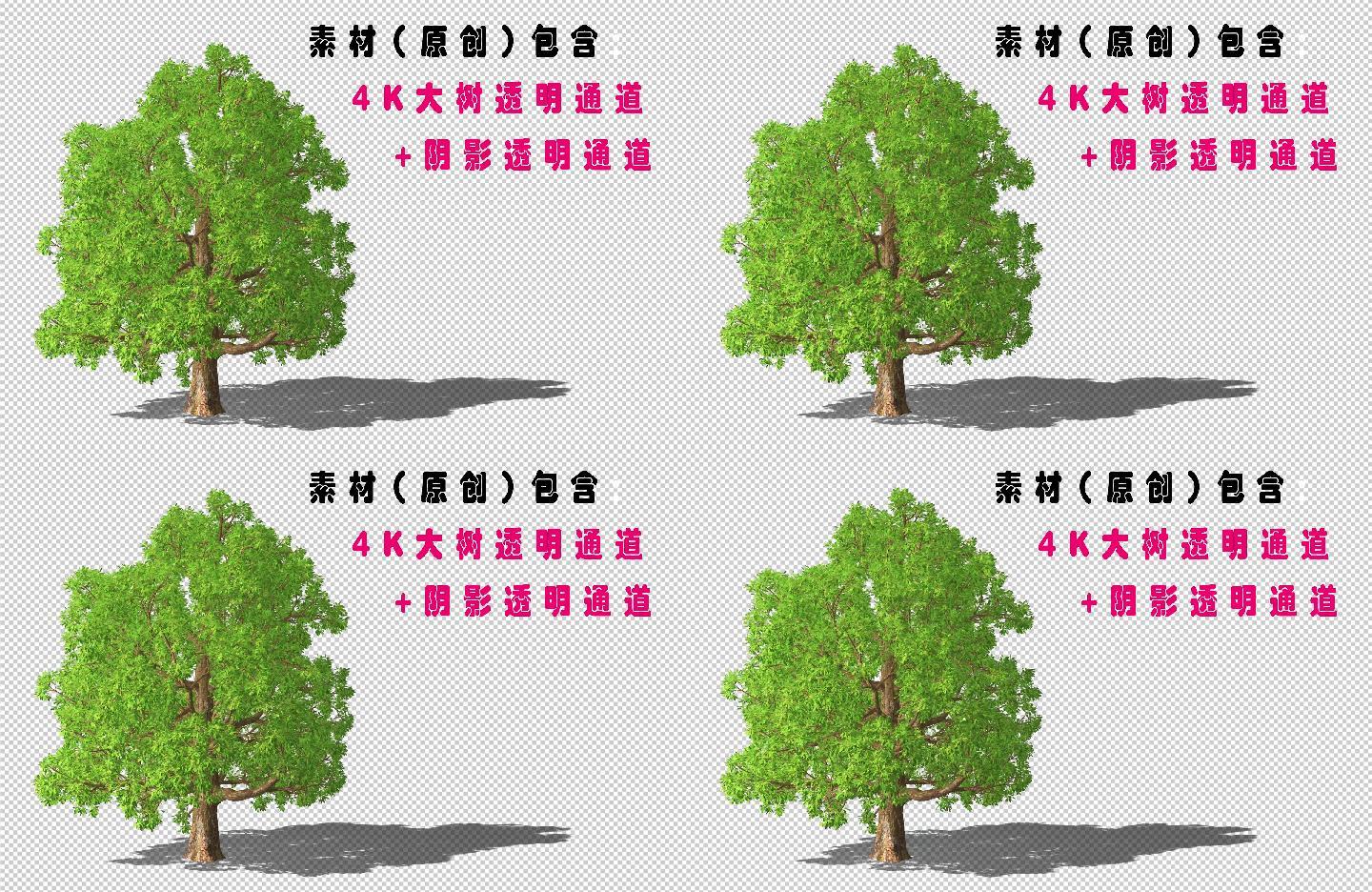 4K高清紫荆树+阴影通道大树古树2