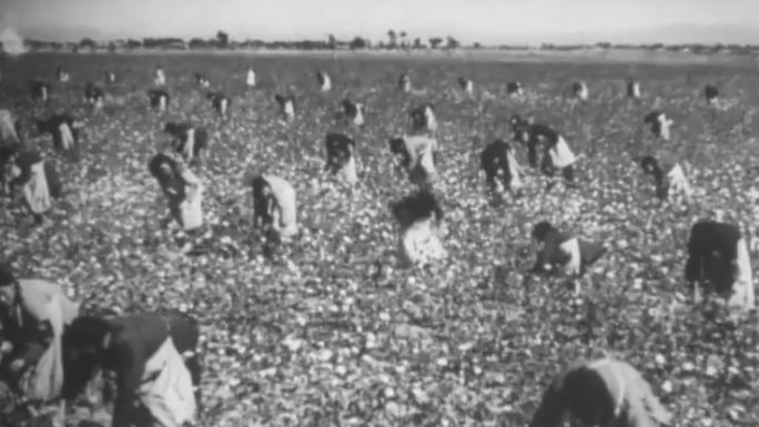 60-70年代农民采棉