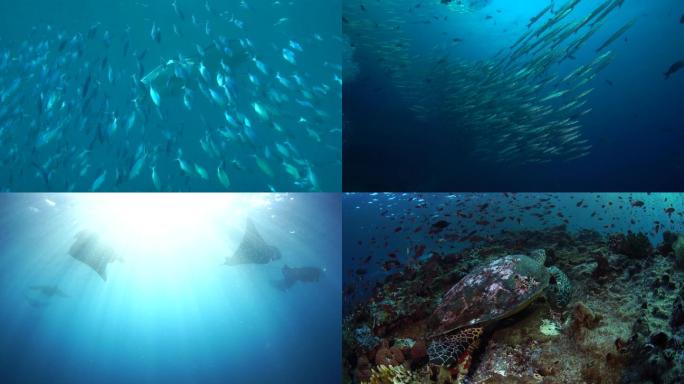 海底世界海洋生物实拍