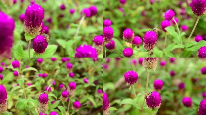 蜜蜂慢动作摄影