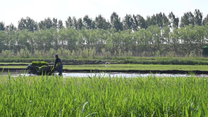 东北水稻种植