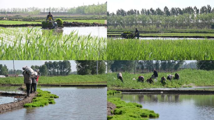 东北水稻种植