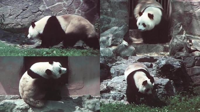 70-80年代动物园、熊猫乐园