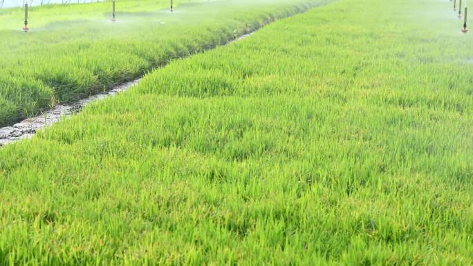 水稻育苗浇灌