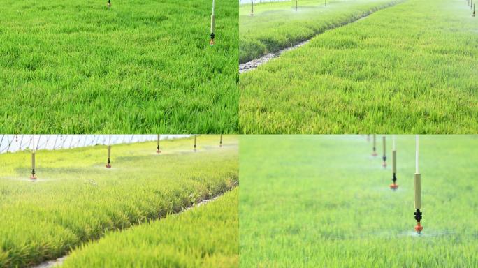 水稻育苗浇灌