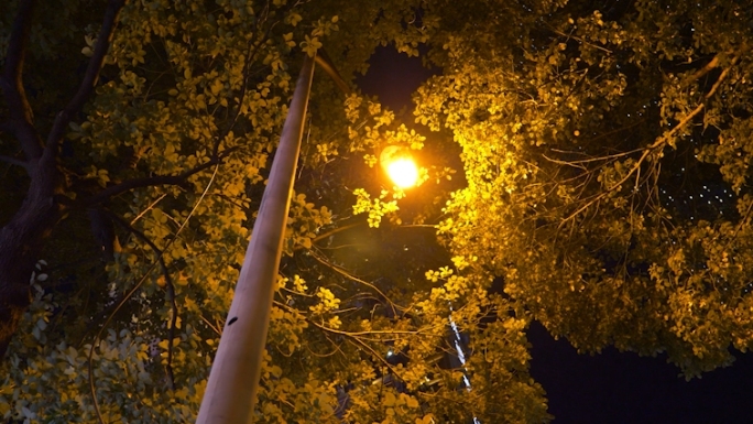 【原创】夜晚路灯微风吹过树叶素材