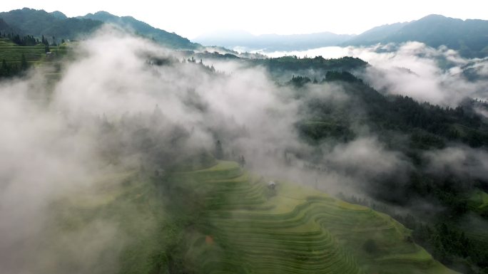 4k梯田风光晨雾