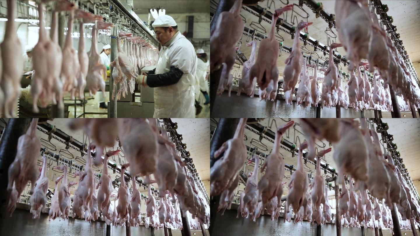 【1080P】实拍鸭肉加工厂