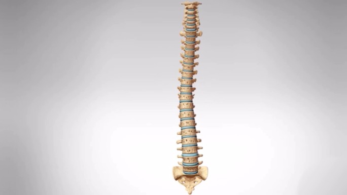 医学人体骨骼脊柱三维动画