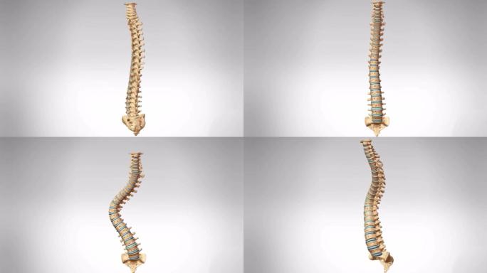 医学人体骨骼脊柱三维动画