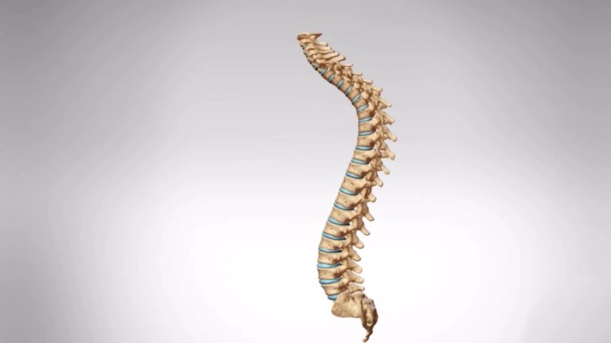 驼背脊柱弯曲人体脊椎动画