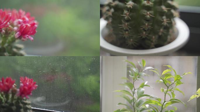 窗台边的花草绿植