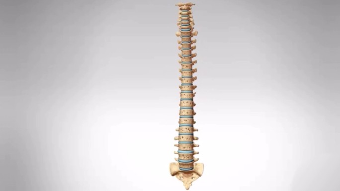 腰椎变形脊椎变形脊柱变形三维动画