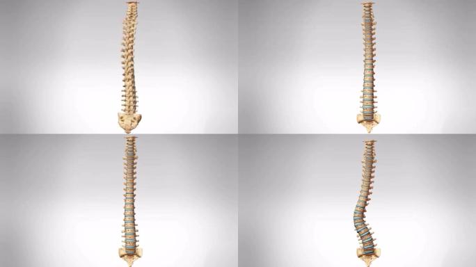 腰椎变形脊椎变形脊柱变形三维动画