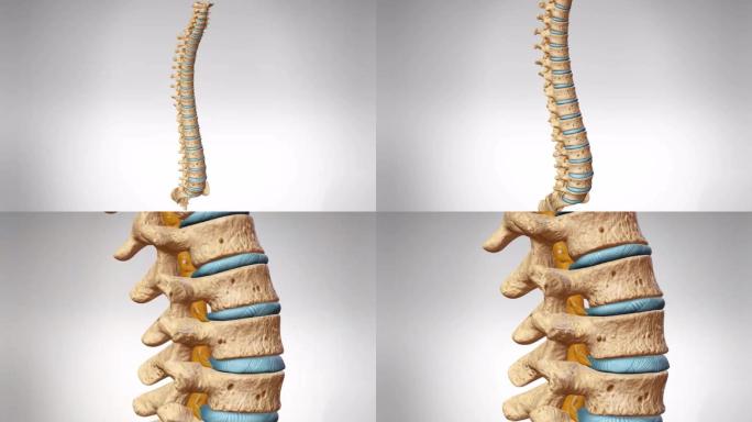 脊椎关节老化变形腰椎退行性病变